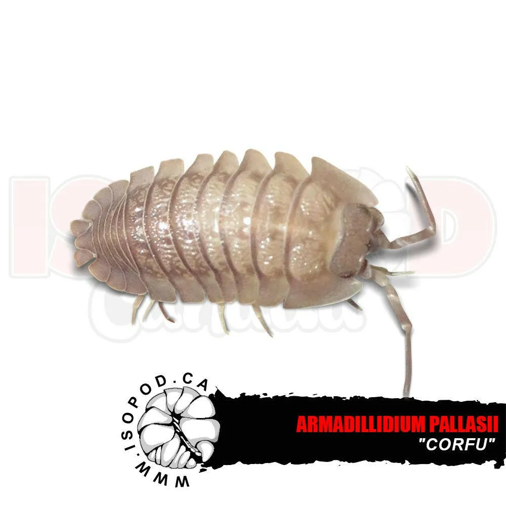 Armadillidium pallasii "Corfu"  - Corfu Pallasii Isopods