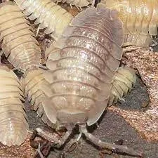 Armadillidium pallasii "Corfu"  - Corfu Pallasii Isopods