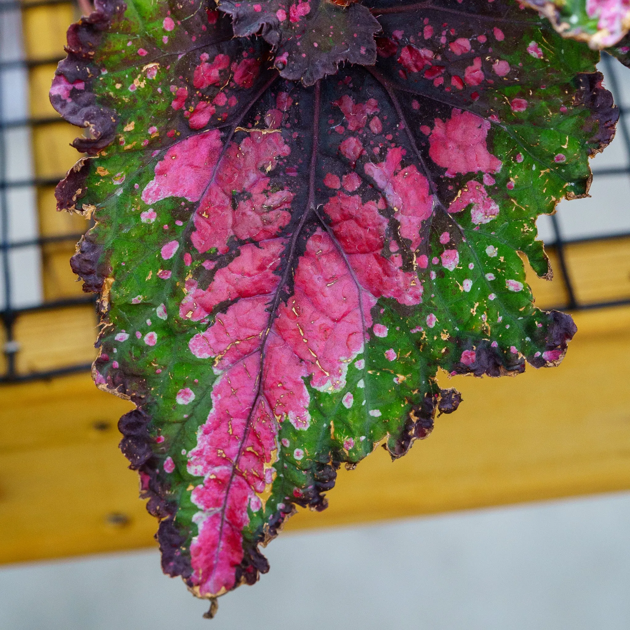 Jurassic Watermelon Rex Begonia