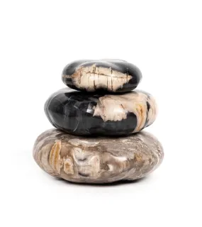 Petrified Wood Collection