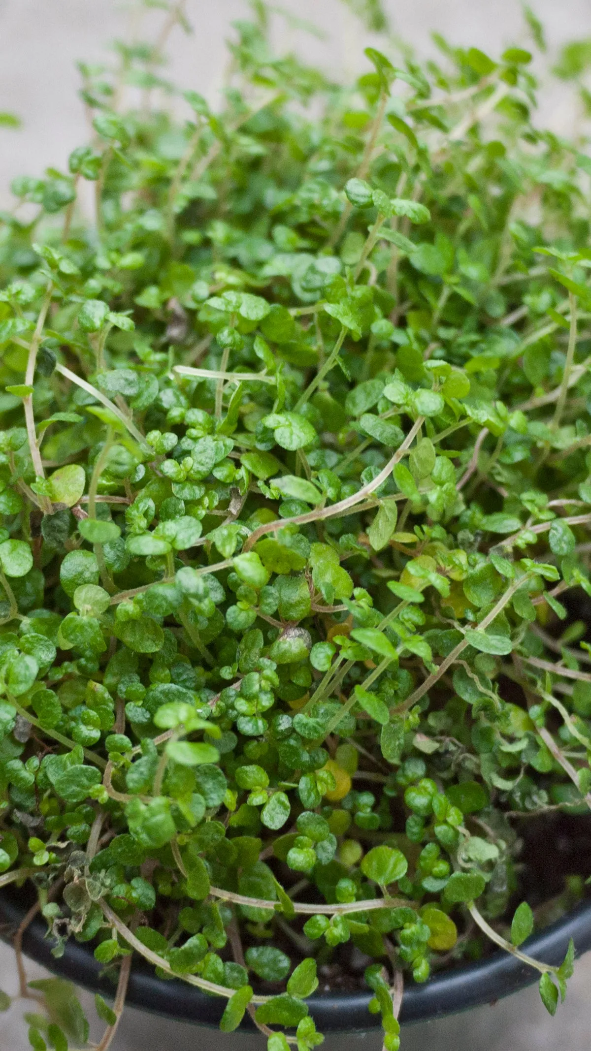 Soleirolia soleirolii "Baby Tears" 4"